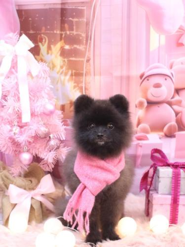 20241208まるくん